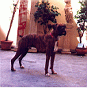 Pap� Tyson